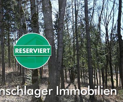 Mischwald oder Ausgleichsfläche bei Deining - Kleinalfalterbach