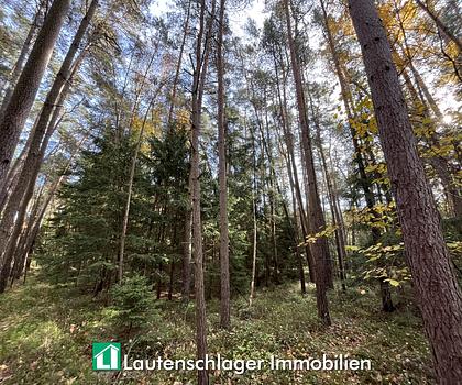 Kleines Hobby-Wäldchen bei Neumarkt
Berg - Loderbach