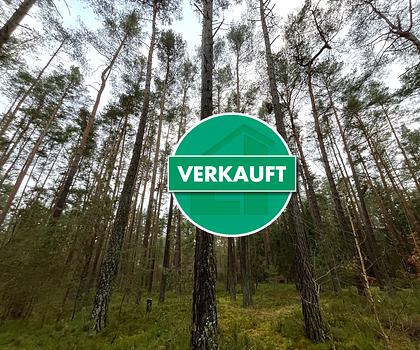 Waldfläche bei Pyrbaum - Dennenlohe